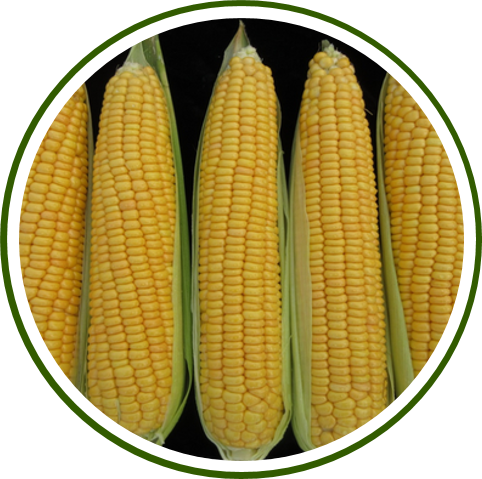 Pusa Super Sweet Corn-1