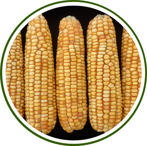 Pusa Biofortified Maize Hybrid-7