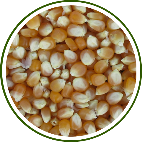 PUSA BIOFORTIFIED MAIZE HYBRID-8