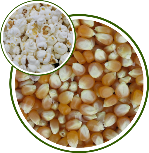 PUSA POPCORN HYBRID-1