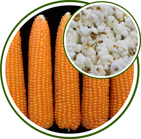 PUSA POPCORN HYBRID-2