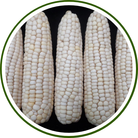PUSA WAXY MAIZE HYBRID-1
