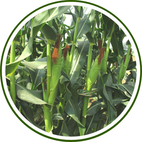 PUSA FORAGE MAIZE HYBRID-1