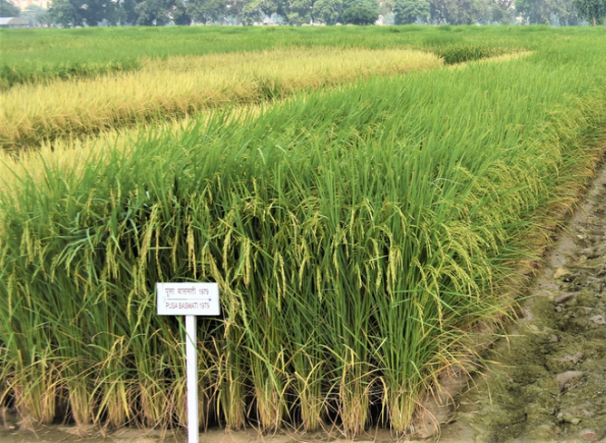 Pusa Basmati 1979