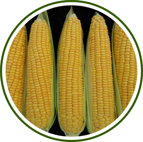 Pusa Super Sweet Corn-2