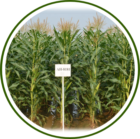 PUSA JAWAHAR HYBRID MAIZE-3
