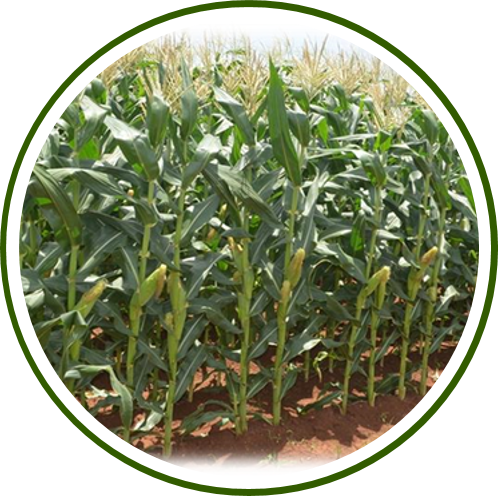 PUSA SHALIMAR MAIZE HYBRID-1