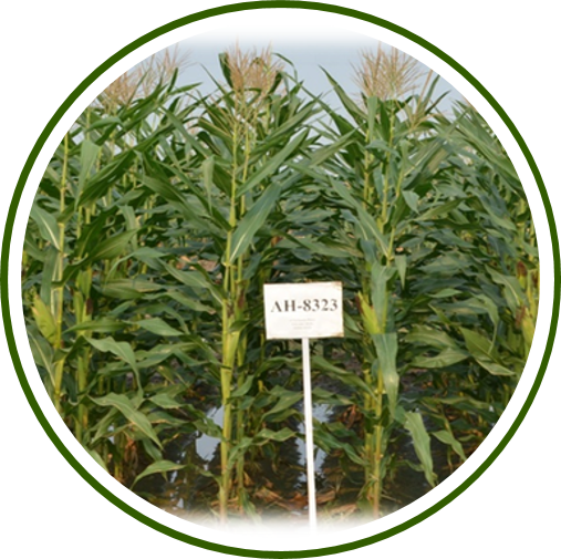 PUSA EARLY HYBRID MAIZE-6