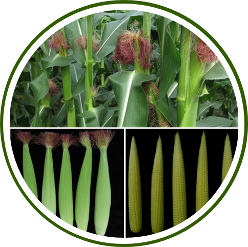 Pusa HM4 Male Sterile Baby Corn