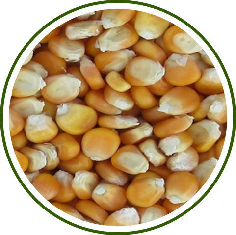 Pusa Biofortified Maize Hybrid-1
