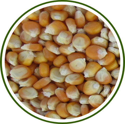 Pusa Biofortified Maize Hybrid-2