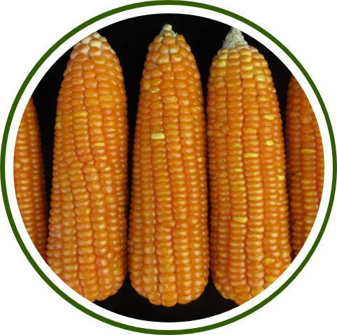 Pusa Biofortified Maize Hybrid-3
