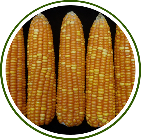 Pusa Biofortified Maize Hybrid-4