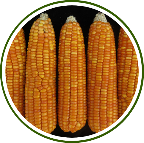 Pusa Biofortified Maize Hybrid-5