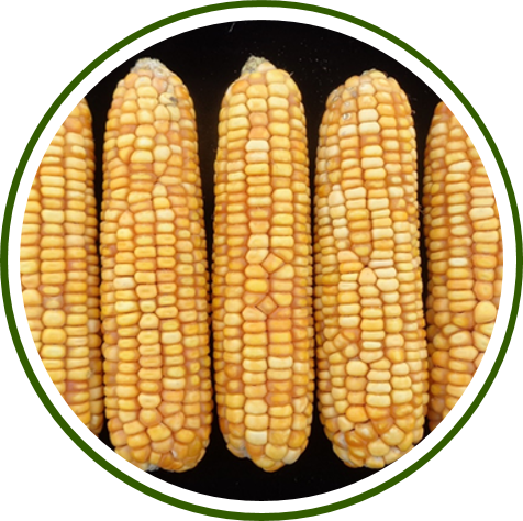 Pusa Biofortified Maize Hybrid-6